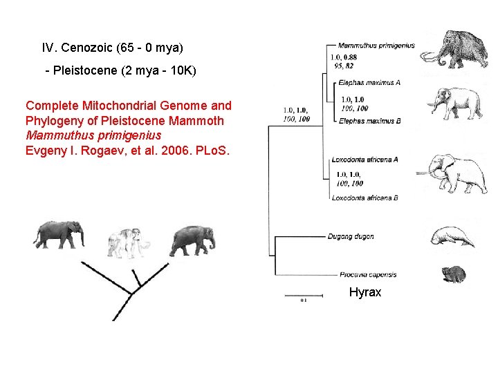 IV. Cenozoic (65 - 0 mya) - Pleistocene (2 mya - 10 K) Complete IV. Cenozoic (65 - 0 mya) - Pleistocene (2 mya - 10 K) Complete