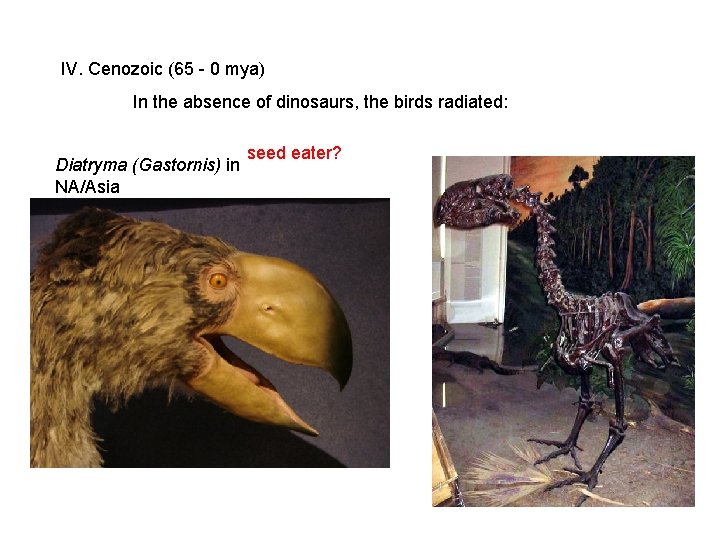 IV. Cenozoic (65 - 0 mya) In the absence of dinosaurs, the birds radiated: IV. Cenozoic (65 - 0 mya) In the absence of dinosaurs, the birds radiated: