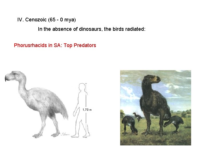 IV. Cenozoic (65 - 0 mya) In the absence of dinosaurs, the birds radiated: IV. Cenozoic (65 - 0 mya) In the absence of dinosaurs, the birds radiated: