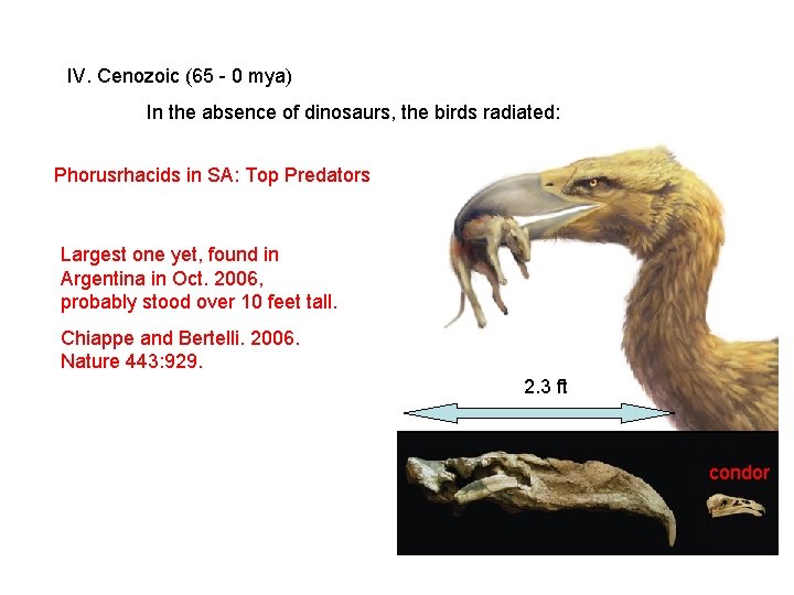 IV. Cenozoic (65 - 0 mya) In the absence of dinosaurs, the birds radiated: IV. Cenozoic (65 - 0 mya) In the absence of dinosaurs, the birds radiated: