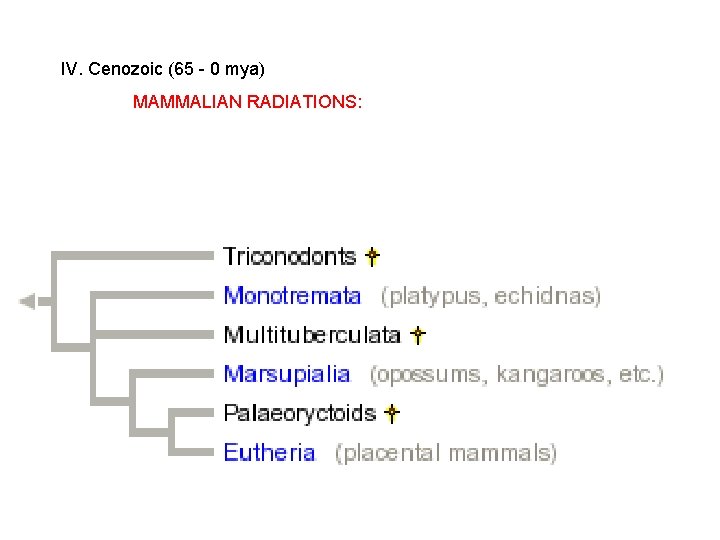 IV. Cenozoic (65 - 0 mya) MAMMALIAN RADIATIONS: IV. Cenozoic (65 - 0 mya) MAMMALIAN RADIATIONS: