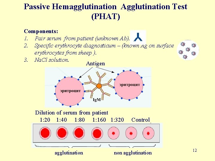 Passive Hemagglutination Agglutination Test (PHAT) Components: 1. Pair serum from patient (unknown Ab). 2.