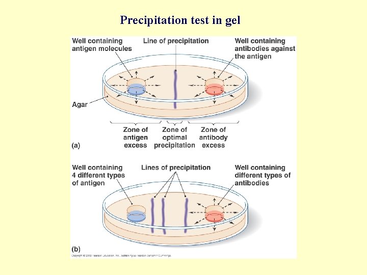 Precipitation test in gel Immune Testing [INSERT FIGURE 17. 7] 