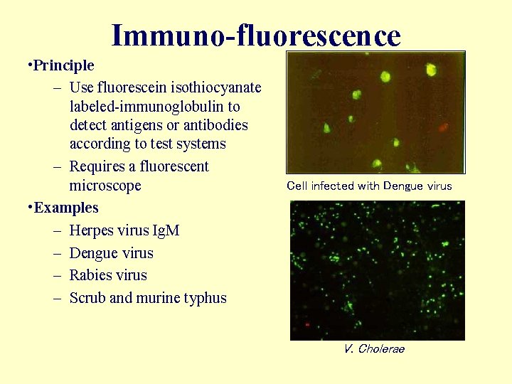 Labeling technique Immuno-fluorescence • Principle – Use fluorescein isothiocyanate labeled-immunoglobulin to detect antigens or