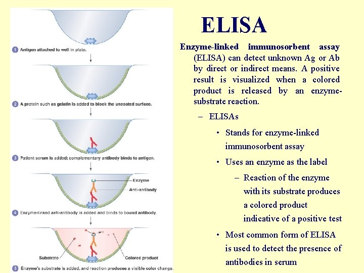 ELISA Enzyme-linked immunosorbent assay (ELISA) can detect unknown Ag or Ab by direct or