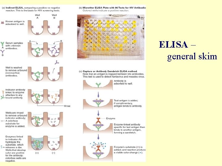 ELISA – general skim 