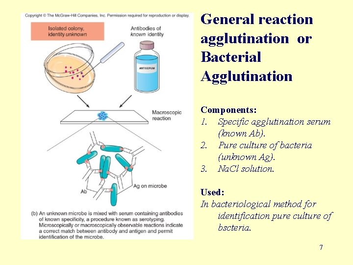 General reaction agglutination or Bacterial Agglutination Components: 1. Specific agglutination serum (known Ab). 2.