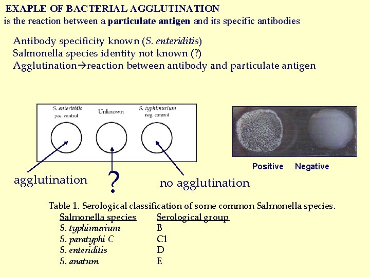 EXAPLE OF BACTERIAL AGGLUTINATION is the reaction between a particulate antigen and its specific