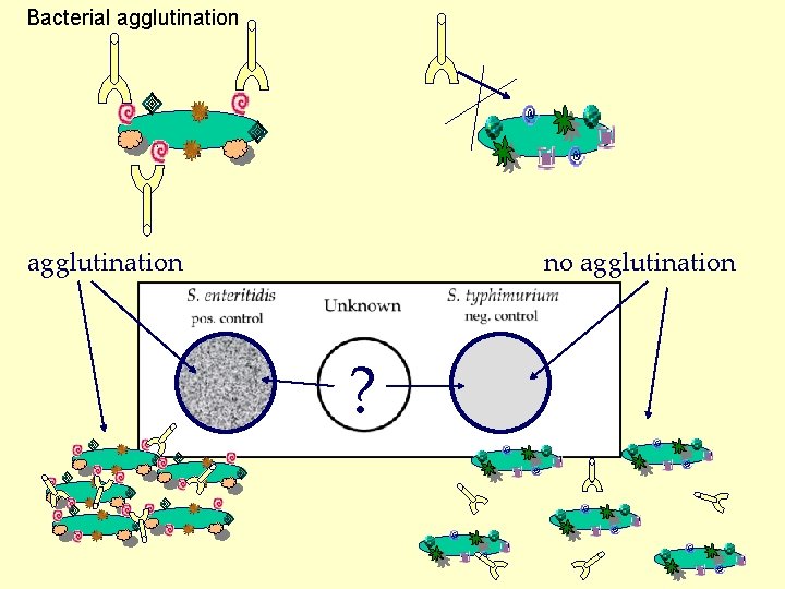  Bacterial agglutination no agglutination ? 