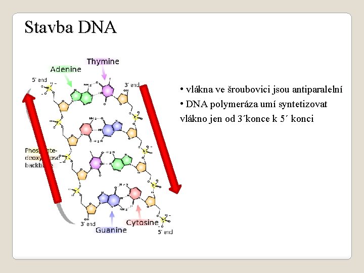 Stavba DNA • vlákna ve šroubovici jsou antiparalelní • DNA polymeráza umí syntetizovat vlákno