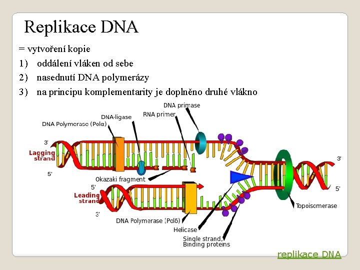 Replikace DNA = vytvoření kopie 1) oddálení vláken od sebe 2) nasednutí DNA polymerázy
