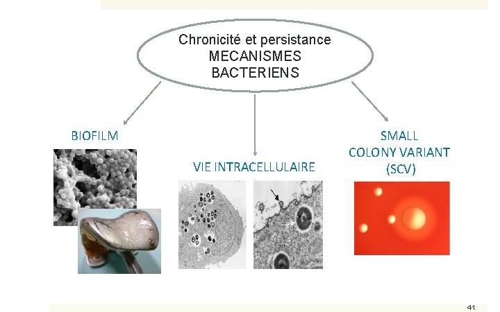 Chronicité et persistance MECANISMES BACTERIENS BIOFILM VIE INTRACELLULAIRE SMALL COLONY VARIANT (SCV) 41 