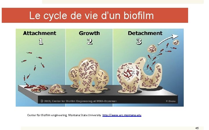 Le cycle de vie d’un biofilm Center for Biofilm engineering, Montana State University http: