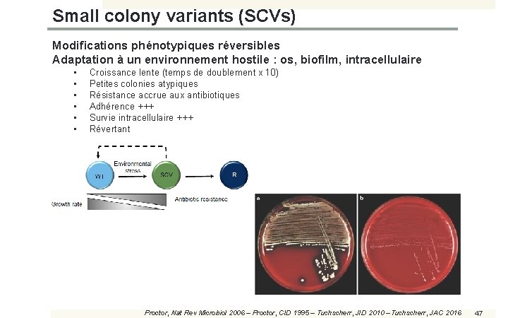 Small colony variants (SCVs) Modifications phénotypiques réversibles Adaptation à un environnement hostile : os,