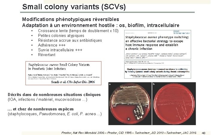 Small colony variants (SCVs) Modifications phénotypiques réversibles Adaptation à un environnement hostile : os,