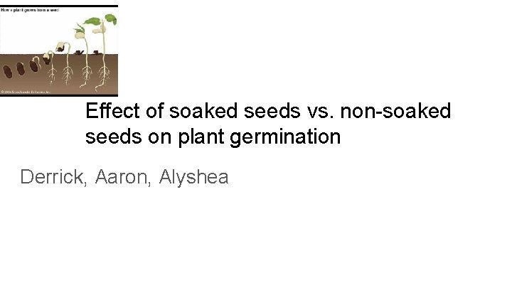 Effect of soaked seeds vs. non-soaked seeds on plant germination Derrick, Aaron, Alyshea 