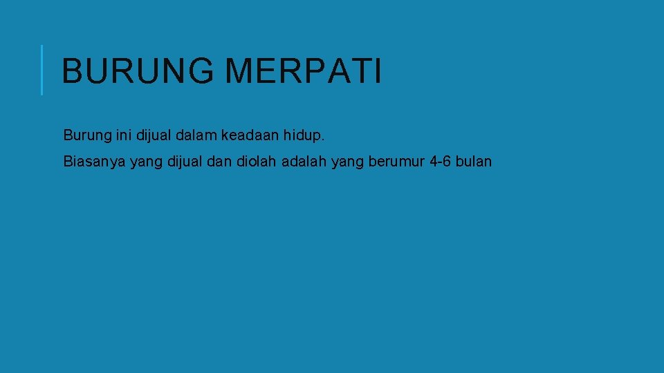 BURUNG MERPATI Burung ini dijual dalam keadaan hidup. Biasanya yang dijual dan diolah adalah