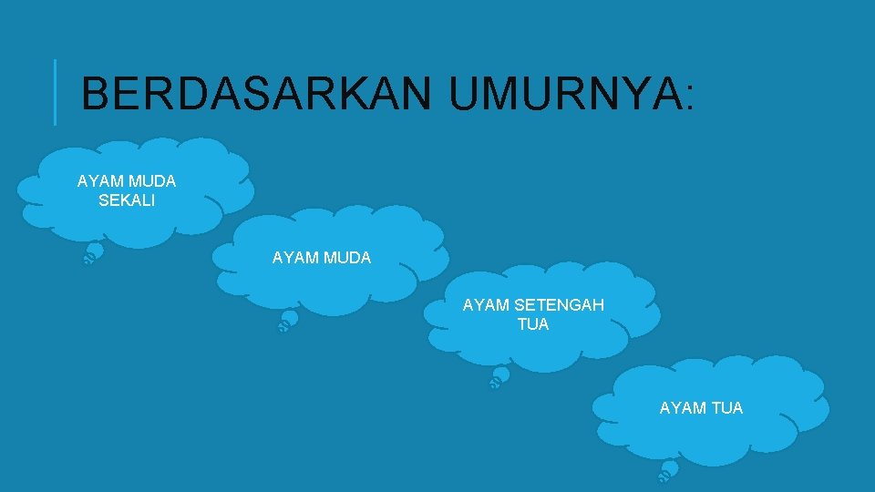 BERDASARKAN UMURNYA: AYAM MUDA SEKALI AYAM MUDA AYAM SETENGAH TUA AYAM TUA 