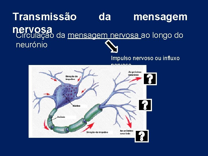 Transmissão da mensagem nervosa Circulação da mensagem nervosa ao longo do neurónio Impulso nervoso