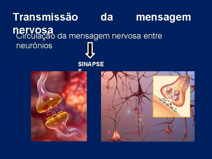 Transmissão da mensagem nervosa Circulação da mensagem nervosa entre neurónios SINAPSE S 
