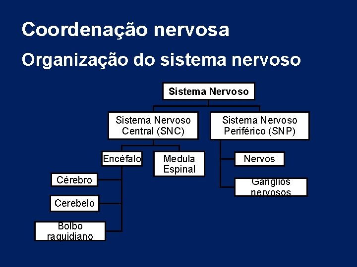 Coordenação nervosa Organização do sistema nervoso Sistema Nervoso Central (SNC) Encéfalo Cérebro Cerebelo Bolbo