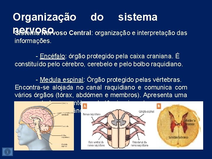 Organização do sistema nervoso Sistema Nervoso Central: Central organização e interpretação das informações. -