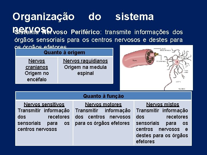 Organização do nervoso Sistema Nervoso Periférico: Periférico sistema transmite informações dos órgãos sensoriais para