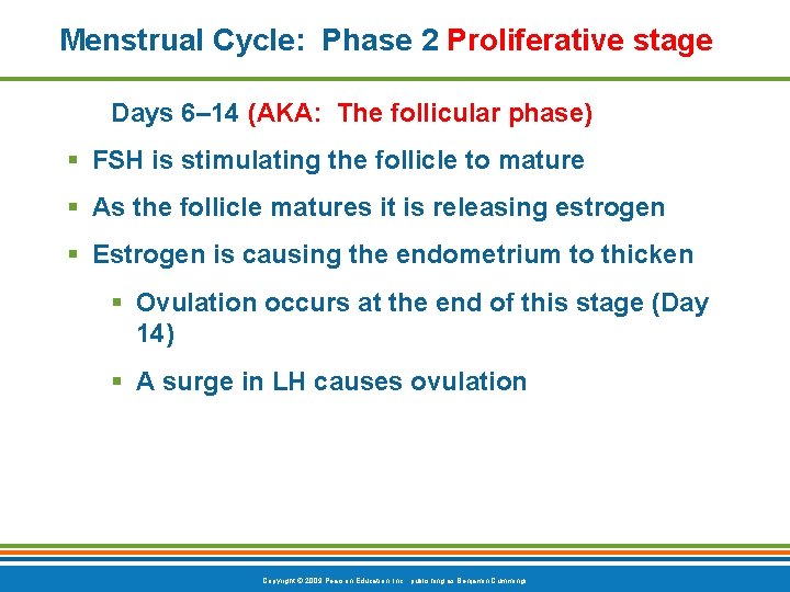 Menstrual Cycle: Phase 2 Proliferative stage Days 6– 14 (AKA: The follicular phase) §