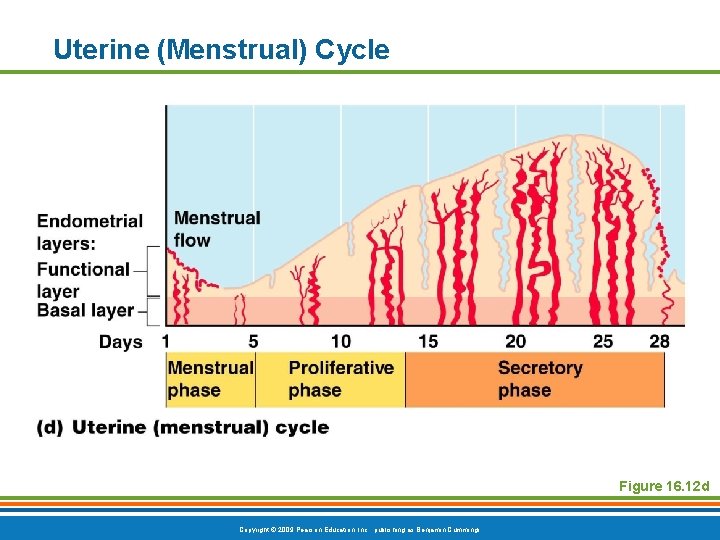 Uterine (Menstrual) Cycle Figure 16. 12 d Copyright © 2009 Pearson Education, Inc. ,