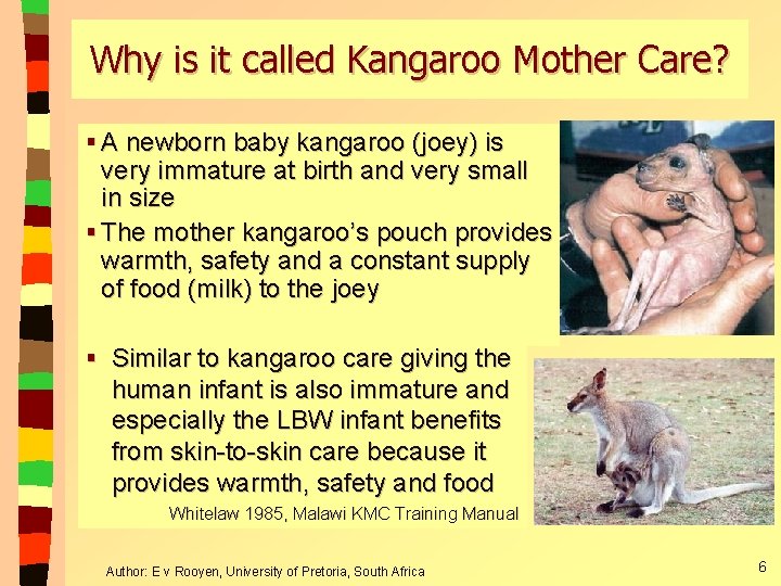 Why is it called Kangaroo Mother Care? § A newborn baby kangaroo (joey) is Why is it called Kangaroo Mother Care? § A newborn baby kangaroo (joey) is