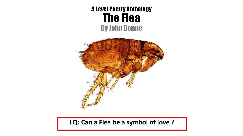 A Level Poetry Anthology The Flea By John Donne LQ: Can a Flea be