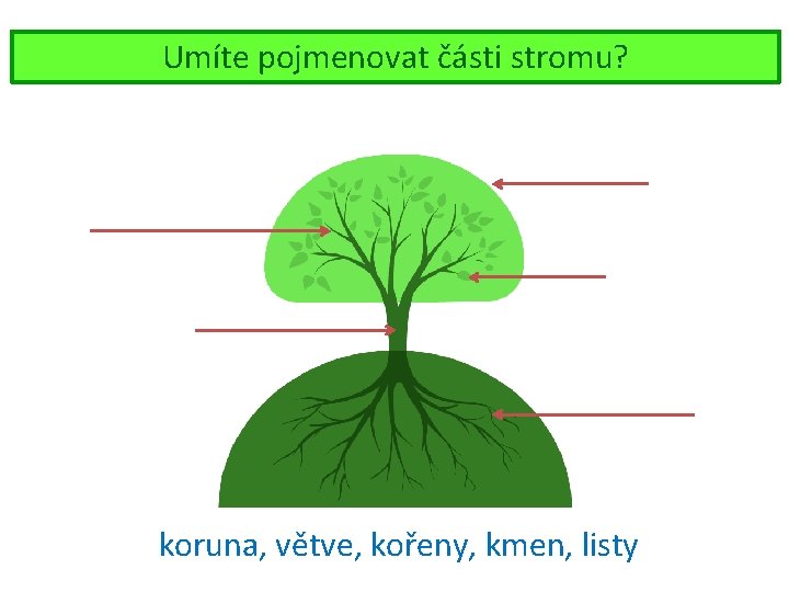 Umíte pojmenovat části stromu? koruna, větve, kořeny, kmen, listy 
