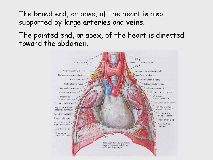 The broad end, or base, of the heart is also supported by large arteries