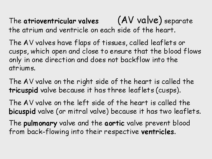 The atrioventricular valves (AV valve) separate the atrium and ventricle on each side of