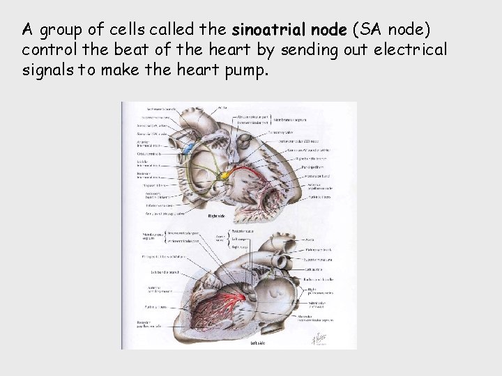 A group of cells called the sinoatrial node (SA node) control the beat of