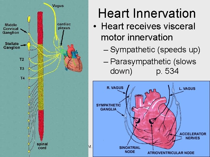 Heart Innervation • Heart receives visceral motor innervation – Sympathetic (speeds up) – Parasympathetic