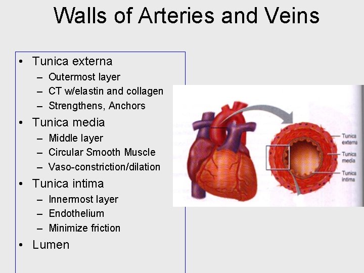 Walls of Arteries and Veins • Tunica externa – Outermost layer – CT w/elastin