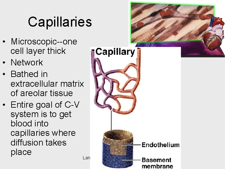 Capillaries • Microscopic--one cell layer thick • Network • Bathed in extracellular matrix of