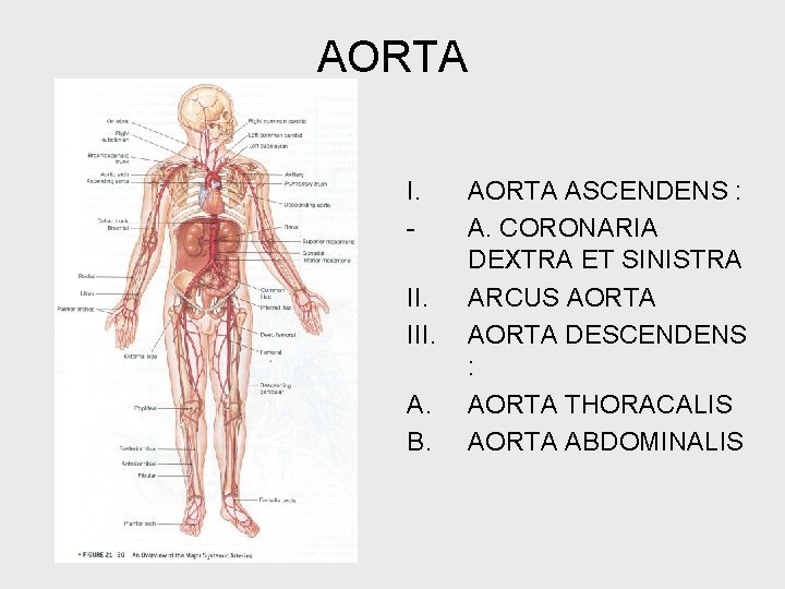 AORTA I. III. A. B. AORTA ASCENDENS : A. CORONARIA DEXTRA ET SINISTRA ARCUS