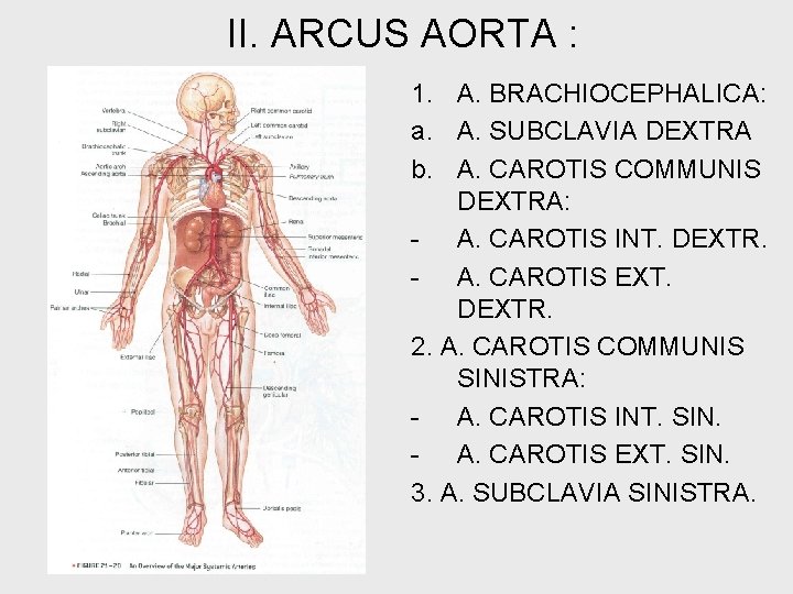 II. ARCUS AORTA : 1. A. BRACHIOCEPHALICA: a. A. SUBCLAVIA DEXTRA b. A. CAROTIS