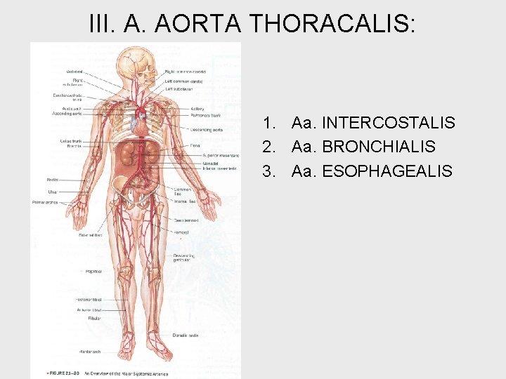 III. A. AORTA THORACALIS: 1. Aa. INTERCOSTALIS 2. Aa. BRONCHIALIS 3. Aa. ESOPHAGEALIS 