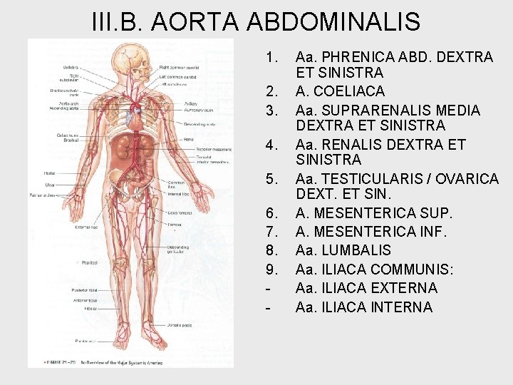 III. B. AORTA ABDOMINALIS 1. 2. 3. 4. 5. 6. 7. 8. 9. -