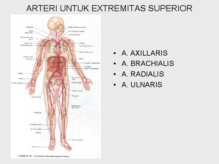 ARTERI UNTUK EXTREMITAS SUPERIOR • • A. AXILLARIS A. BRACHIALIS A. RADIALIS A. ULNARIS