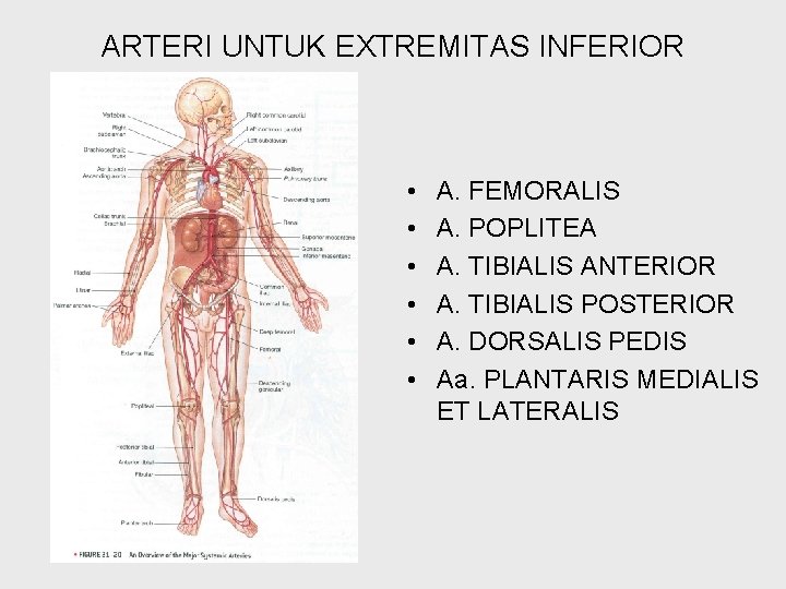 ARTERI UNTUK EXTREMITAS INFERIOR • • • A. FEMORALIS A. POPLITEA A. TIBIALIS ANTERIOR