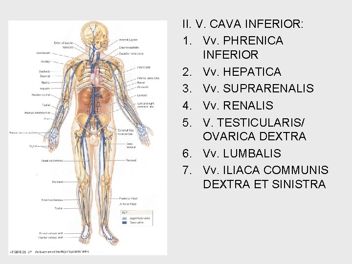 II. V. CAVA INFERIOR: 1. Vv. PHRENICA INFERIOR 2. Vv. HEPATICA 3. Vv. SUPRARENALIS