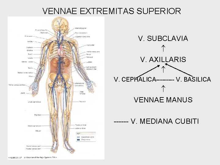 VENNAE EXTREMITAS SUPERIOR V. SUBCLAVIA V. AXILLARIS V. CEPHALICA----- V. BASILICA VENNAE MANUS ------