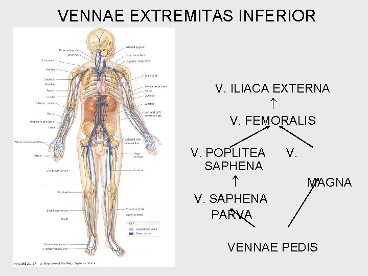 VENNAE EXTREMITAS INFERIOR V. ILIACA EXTERNA V. FEMORALIS V. POPLITEA SAPHENA V. SAPHENA PARVA