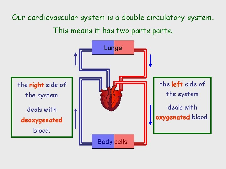 Our cardiovascular system is a double circulatory system. This means it has two parts.