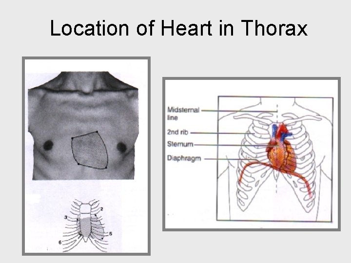 Location of Heart in Thorax 
