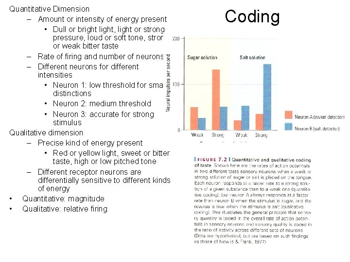 Quantitative Dimension – Amount or intensity of energy present • Dull or bright light,